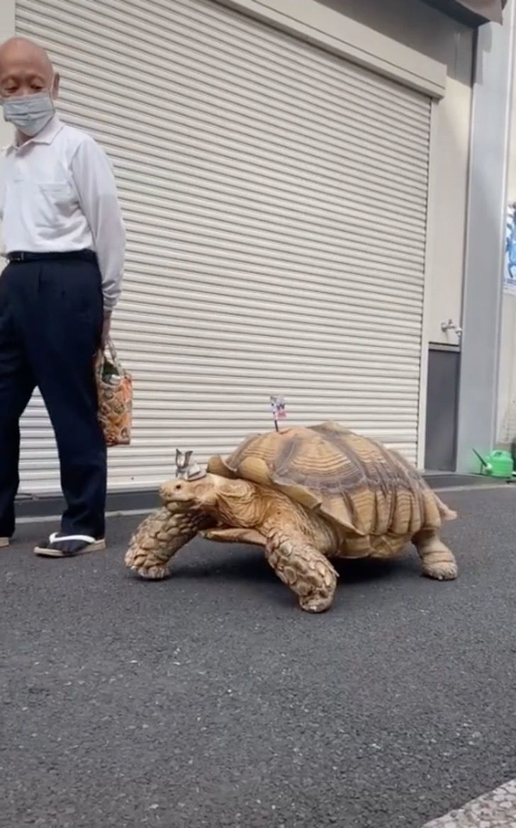 asomadetodosafetos.com - Vovô japonês caminha diariamente com sua tartaruga há 20 anos