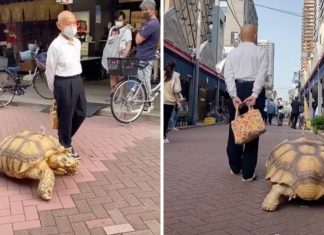 Vovô japonês caminha diariamente com sua tartaruga há 20 anos