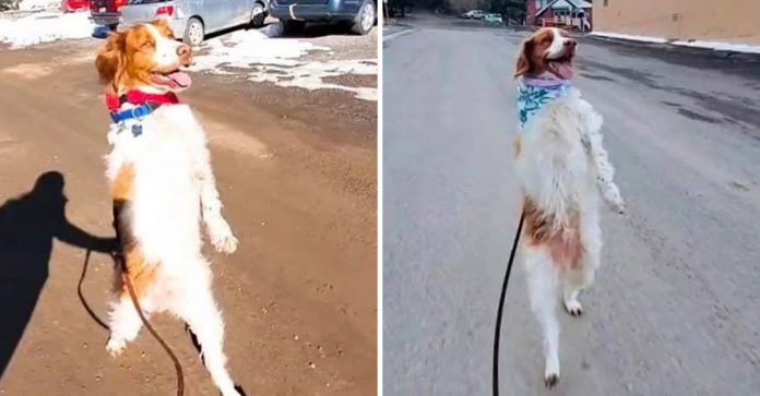 Após perder uma perna, cãozinho começa a andar de pé como se imitasse seu dono; ASSISTA