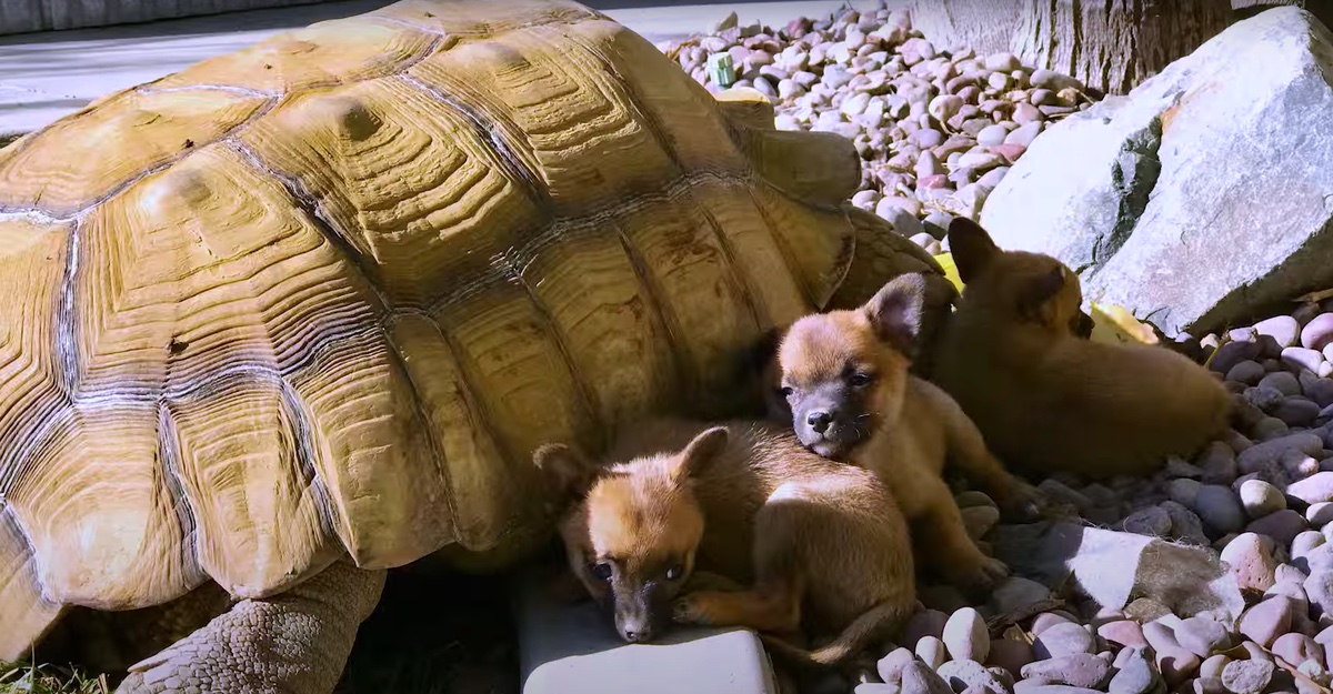 asomadetodosafetos.com - Veja fotos dos filhotinhos abandonados que foram adotados por tartaruga de 36 quilos