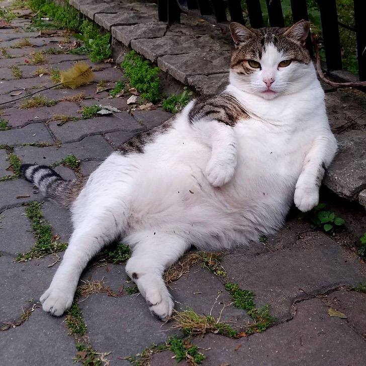 asomadetodosafetos.com - Gato que ficava sentado na calçada morre e ganha uma estátua em sua homenagem
