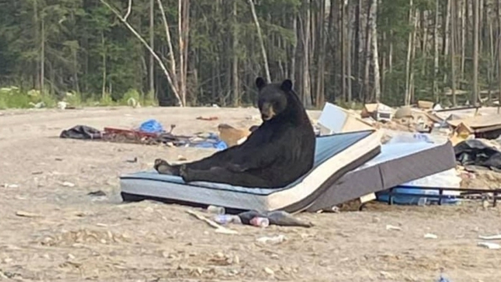 asomadetodosafetos.com - Urso é flagrado descansando em um colchão abandonado; veja fotos