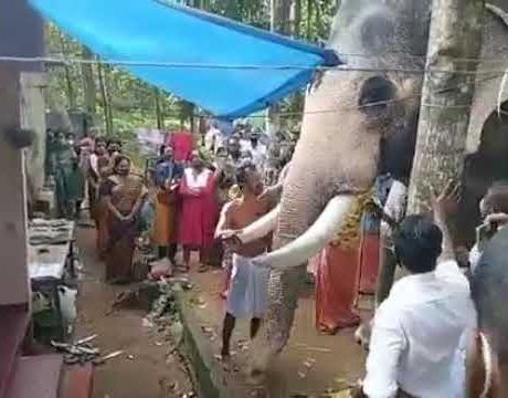 asomadetodosafetos.com - Elefante viaja 25 km para chegar ao funeral de seu zelador de 20 anos atrás; veja vídeo