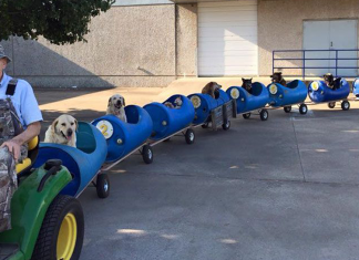 Vovô constrói trem reciclável para passear com seus cães resgatados da rua