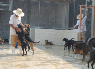 Canis em prisões de SP permitem que presos cuidem de animais que estavam nas ruas