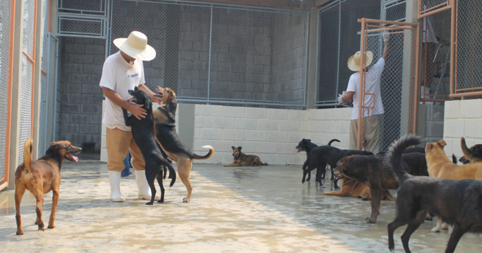 Canis em prisões de SP permitem que presos cuidem de animais que estavam nas ruas