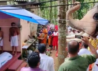 Elefante viaja 25 km para chegar ao funeral de seu zelador de 20 anos atrás; veja vídeo