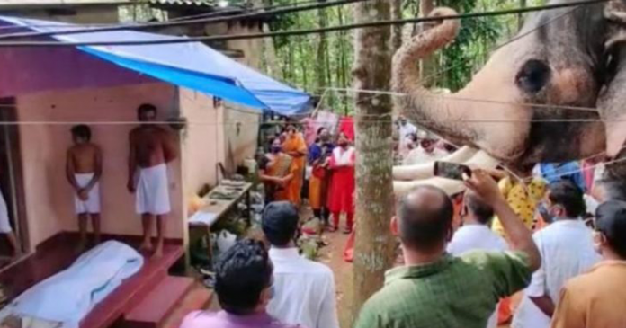Elefante viaja 25 km para chegar ao funeral de seu zelador de 20 anos atrás; veja vídeo