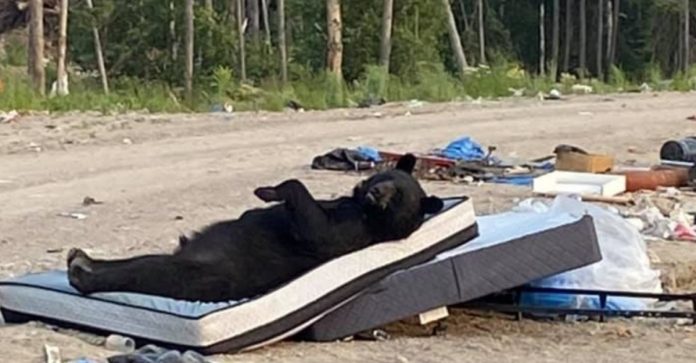 Urso é flagrado descansando em um colchão abandonado; veja fotos