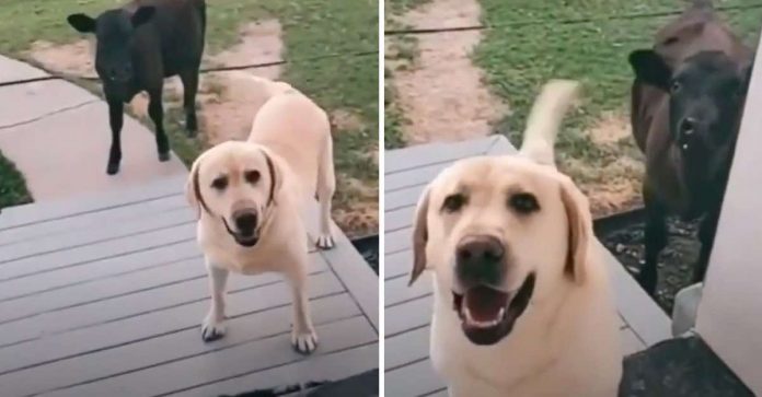 Cachorro sai para passear e volta com um novo amigo bezerro para casa; veja vídeo