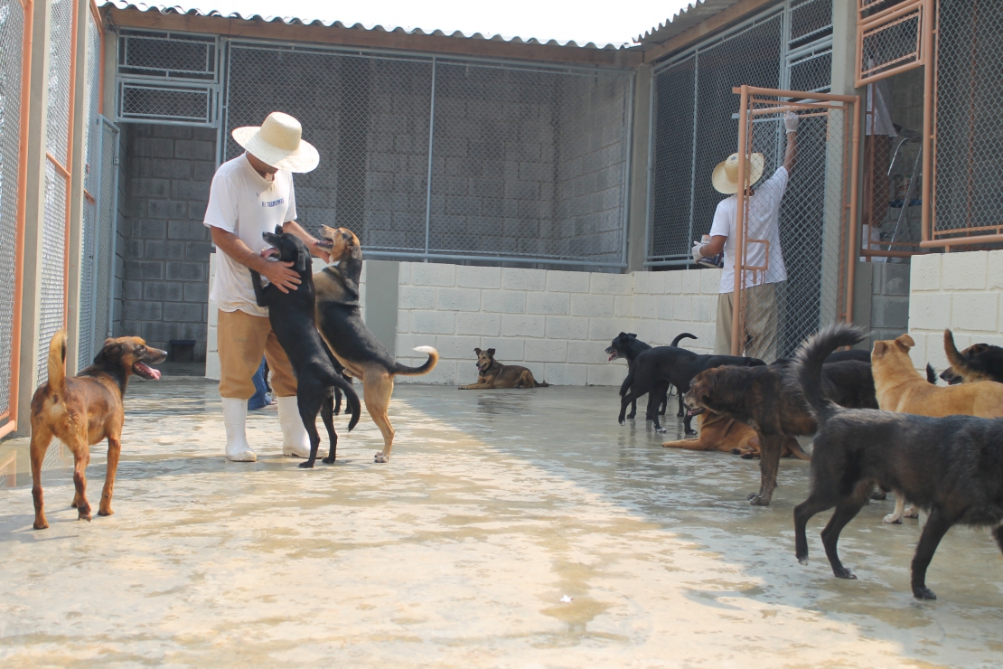 asomadetodosafetos.com - Canis em prisões de SP permitem que presos cuidem de animais que estavam nas ruas