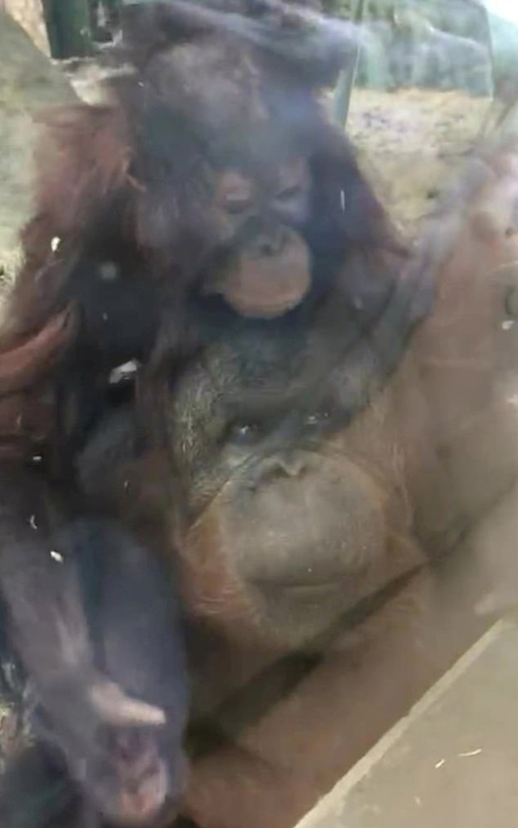 asomadetodosafetos.com - Bebê orangotango beija barriga de grávida através do vidro de um zoológico; assista