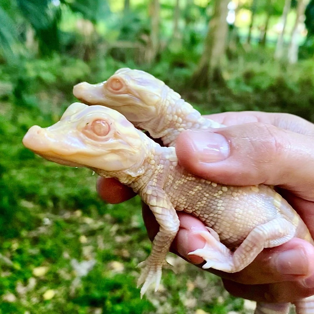 asomadetodosafetos.com - Jacarés albinos bebês nascem em zoológico da Flórida; veja FOTOS e VÍDEO