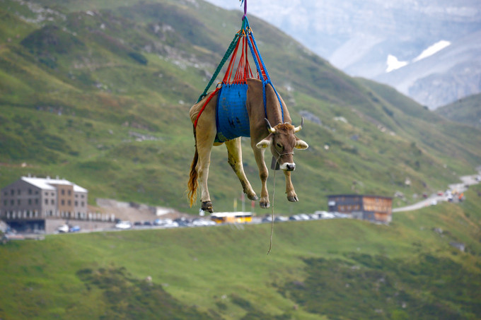 asomadetodosafetos.com - Vacas pegam carona em helicóptero para descer montanhas dos Alpes e rendem fotos cômicas