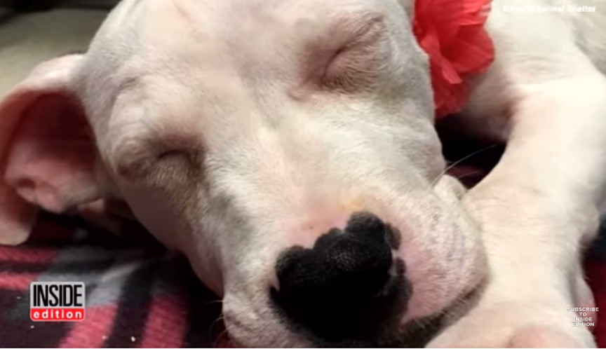 asomadetodosafetos.com - Veterinário abraça e conforta cachorrinha que chorava após cirurgia; ASSISTA