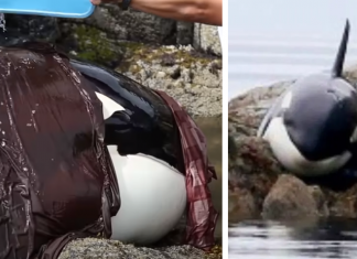 Vídeo mostra bebê orca que ficou presa e chorando por horas sendo resgatada