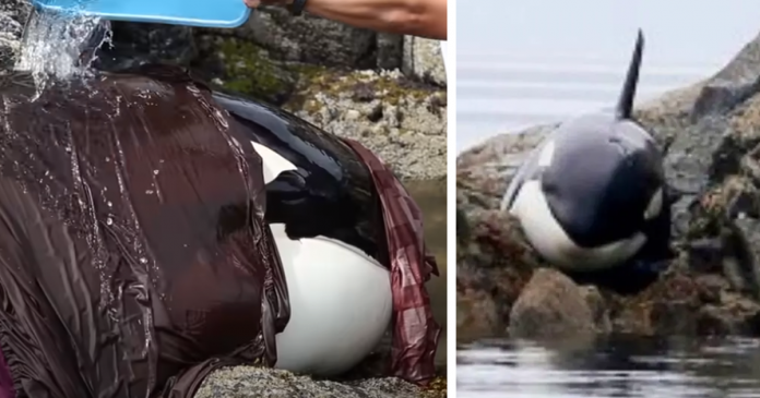 Vídeo mostra bebê orca que ficou presa e chorando por horas sendo resgatada