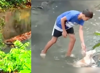 Jovem herói salva cãozinho que estava preso em meio a um riacho; assista