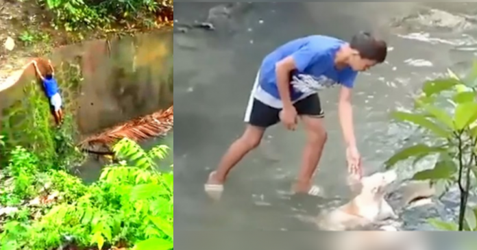 Jovem herói salva cãozinho que estava preso em meio a um riacho; assista