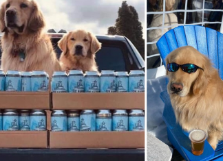 ‘Cãolivery’: Cães se tornam entregadores de cerveja nos Estados Unidos para evitar aglomerações
