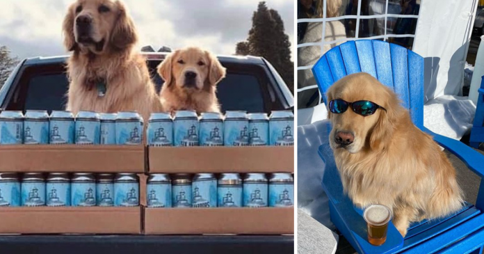‘Cãolivery’: Cães se tornam entregadores de cerveja nos Estados Unidos para evitar aglomerações