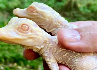Jacarés albinos bebês nascem em zoológico da Flórida; veja FOTOS e VÍDEO
