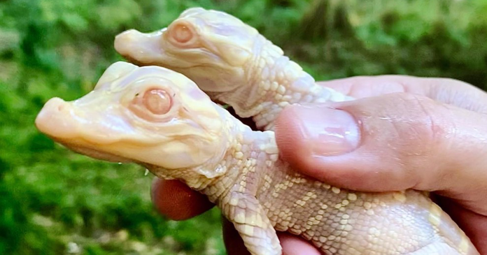 Jacarés albinos bebês nascem em zoológico da Flórida; veja FOTOS e VÍDEO