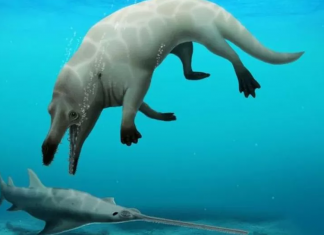 Espécie desconhecida de baleia com quatro pernas é descoberta no Egito