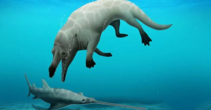 Espécie desconhecida de baleia com quatro pernas é descoberta no Egito