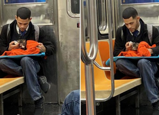 Cena de homem amamentando um gatinho no metrô restaura a fé na humanidade