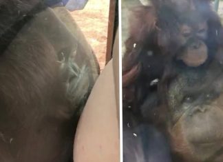 Bebê orangotango beija barriga de grávida através do vidro de um zoológico; assista