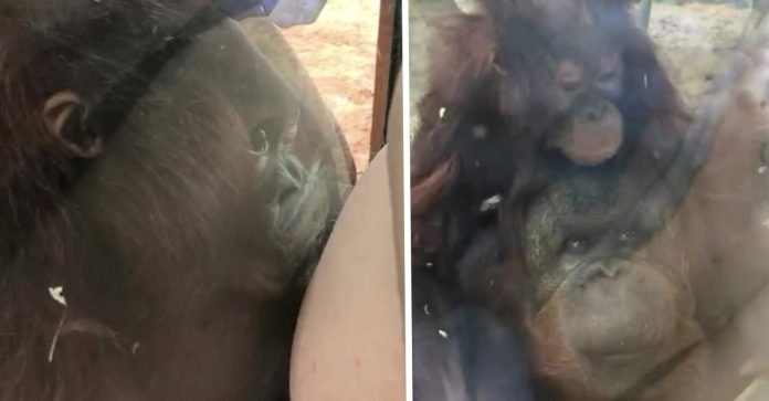 Bebê orangotango beija barriga de grávida através do vidro de um zoológico; assista