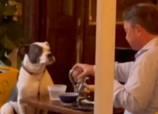 Vídeo mostra cachorrinho acompanhando seu dono durante o jantar e agindo como humano