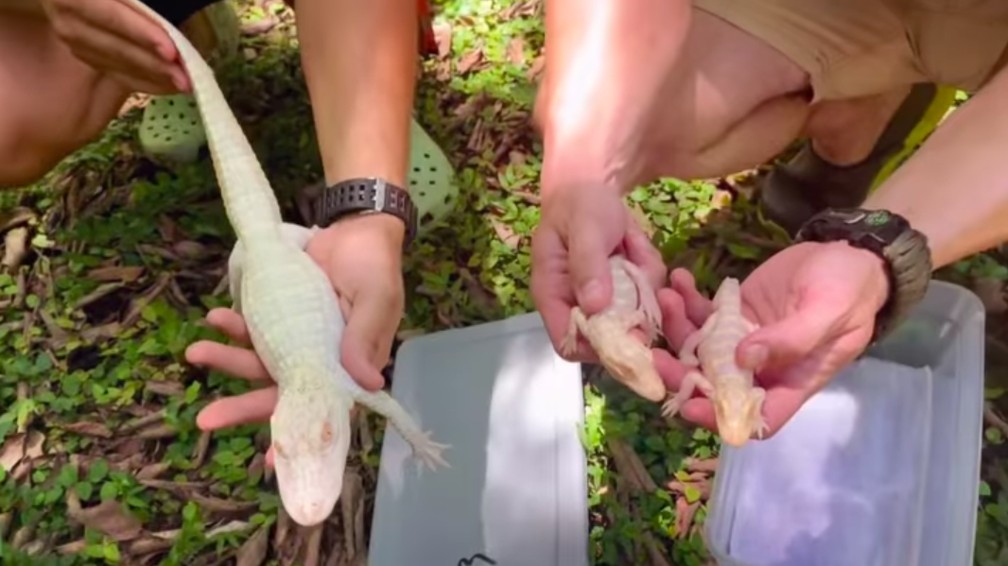 asomadetodosafetos.com - Jacarés albinos bebês nascem em zoológico da Flórida; veja FOTOS e VÍDEO