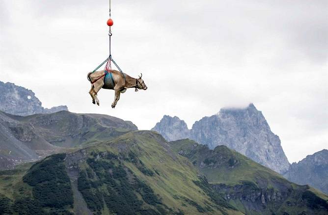 asomadetodosafetos.com - Vacas pegam carona em helicóptero para descer montanhas dos Alpes e rendem fotos cômicas