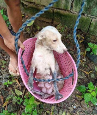 asomadetodosafetos.com - Jovem herói salva cãozinho que estava preso em meio a um riacho; assista