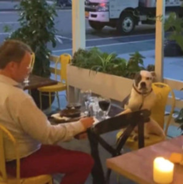 asomadetodosafetos.com - Vídeo mostra cachorrinho acompanhando seu dono durante o jantar e agindo como humano