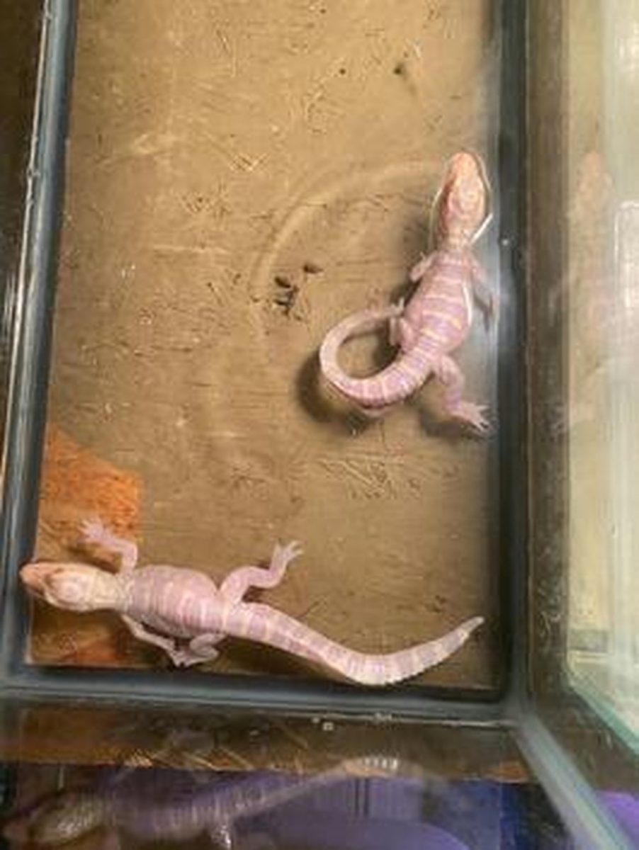 asomadetodosafetos.com - Jacarés albinos bebês nascem em zoológico da Flórida; veja FOTOS e VÍDEO