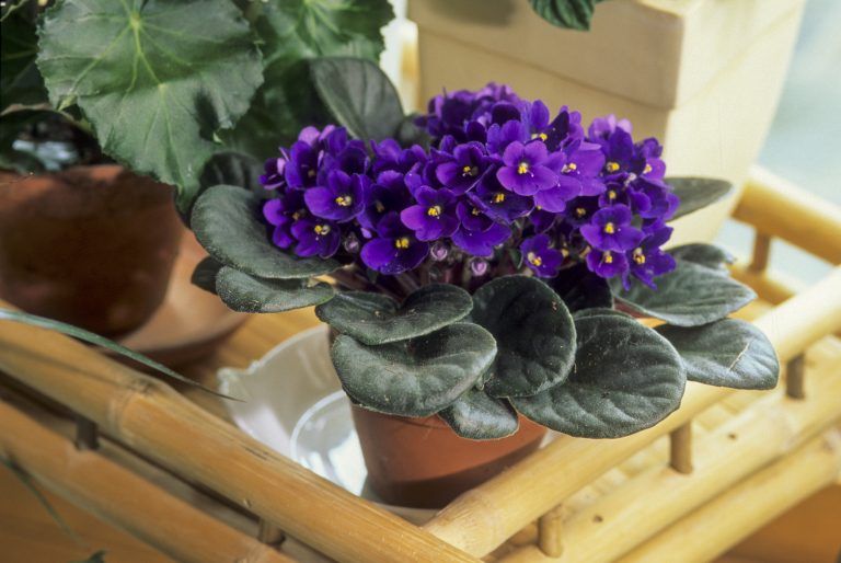 asomadetodosafetos.com - Confira 5 flores fáceis para ter em casa, para comemorar a chegada da primavera