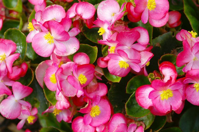 asomadetodosafetos.com - Confira 5 flores fáceis para ter em casa, para comemorar a chegada da primavera
