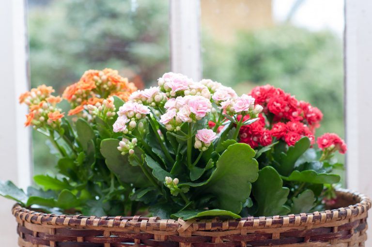 asomadetodosafetos.com - Confira 5 flores fáceis para ter em casa, para comemorar a chegada da primavera