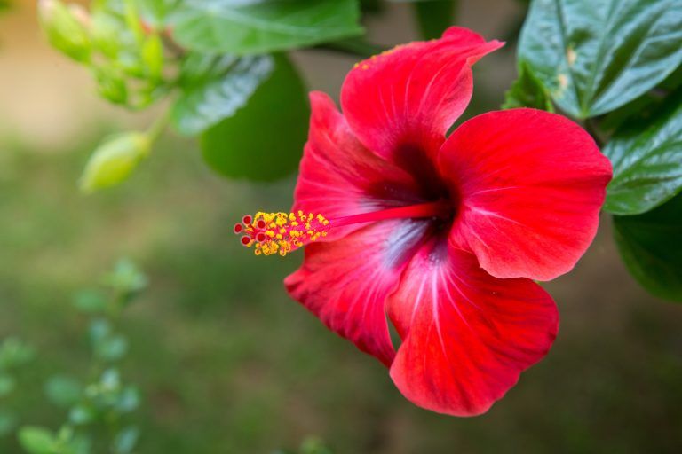 asomadetodosafetos.com - Confira 5 flores fáceis para ter em casa, para comemorar a chegada da primavera