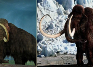 Empresa investe US$ 15 milhões para dar vida a mamute de 10 mil anos atrás