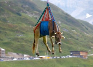 Vacas pegam carona em helicóptero para descer montanhas dos Alpes e rendem fotos cômicas