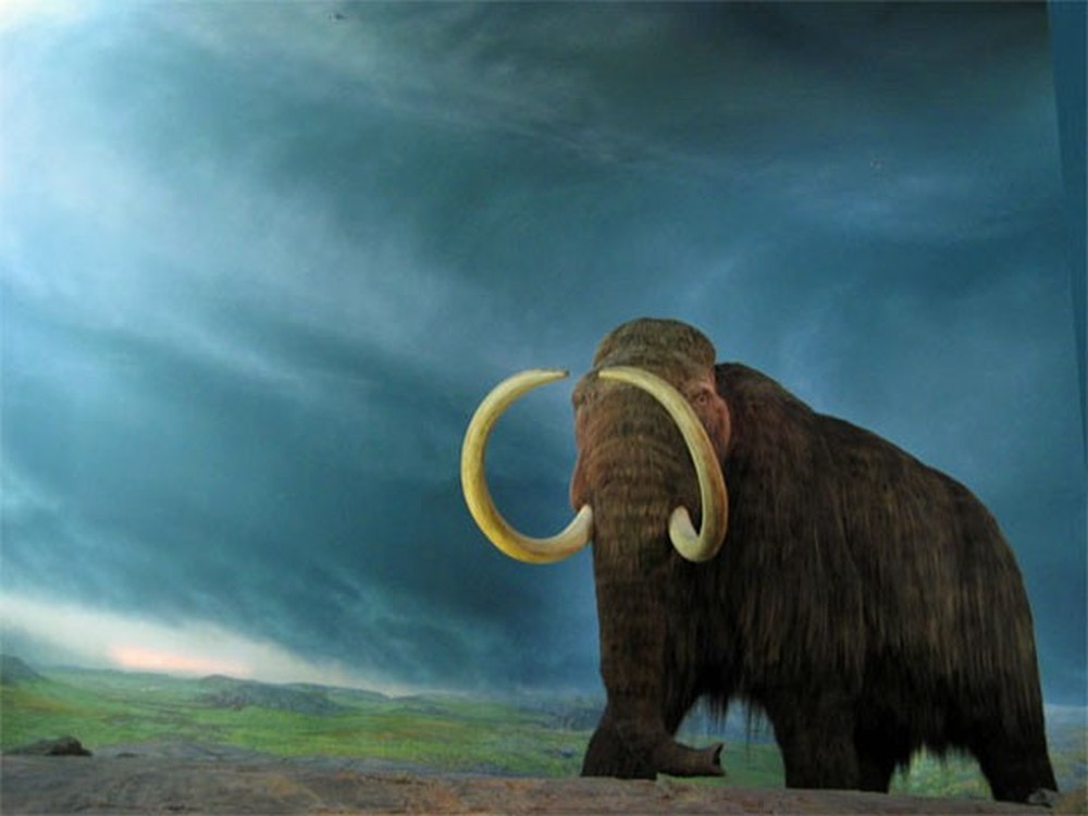 asomadetodosafetos.com - Empresa investe US$ 15 milhões para dar vida a mamute de 10 mil anos atrás
