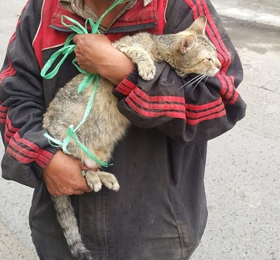 asomadetodosafetos.com - Família pede para morador de rua se desfazer de gatinho, mas ele resolve cuidar do bichano