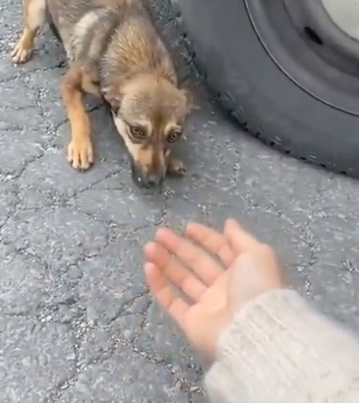 asomadetodosafetos.com - VÍDEO: Cãozinho fica aos prantos e grita ao ser resgatado em uma estrada