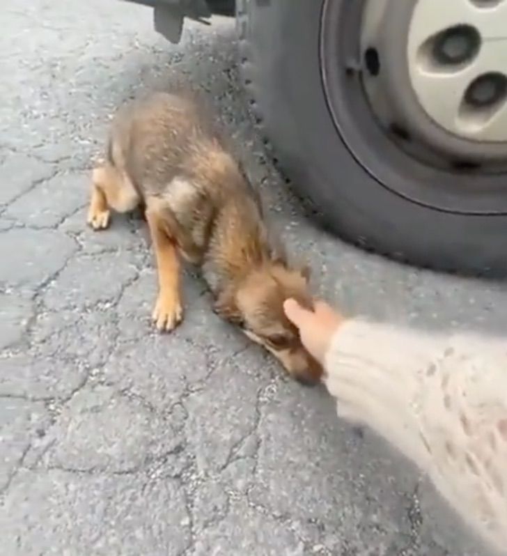 asomadetodosafetos.com - VÍDEO: Cãozinho fica aos prantos e grita ao ser resgatado em uma estrada