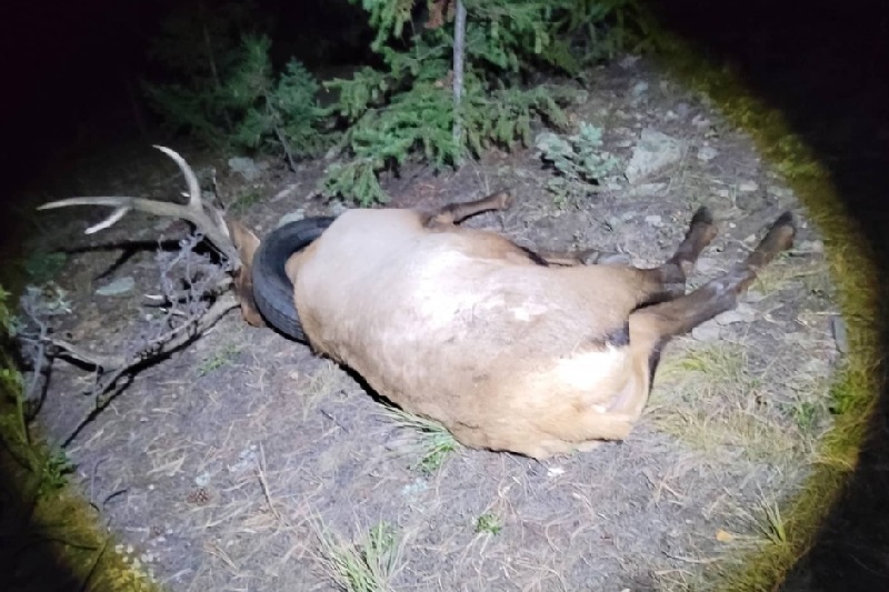 asomadetodosafetos.com - Depois de 2 anos de tentativas, guardas florestais retiram pneu preso no pescoço de cervo