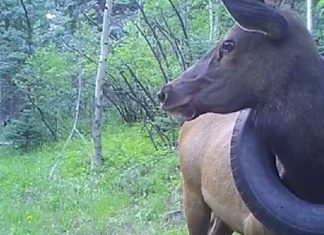 Depois de 2 anos de tentativas, guardas florestais retiram pneu preso no pescoço de cervo
